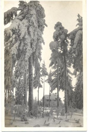 kozlovsky kopec 012